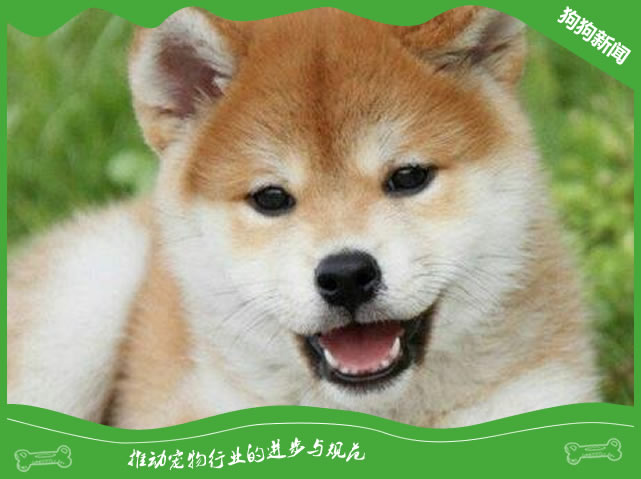 豆柴犬和柴犬区别
