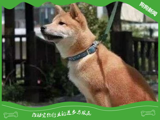 中华田园犬六大品种