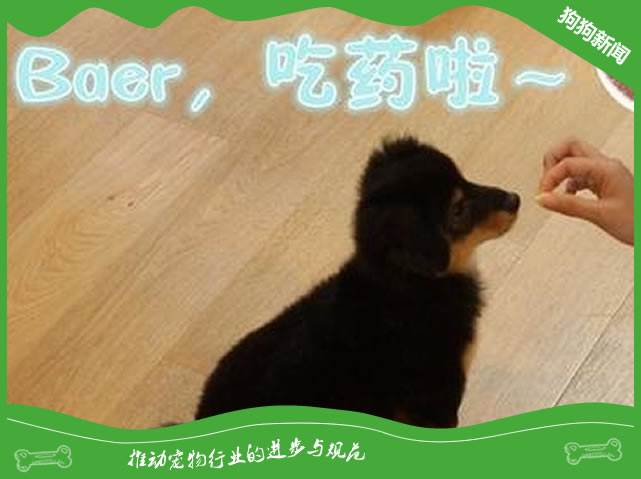 狗狗可以吃人的消炎药吗？