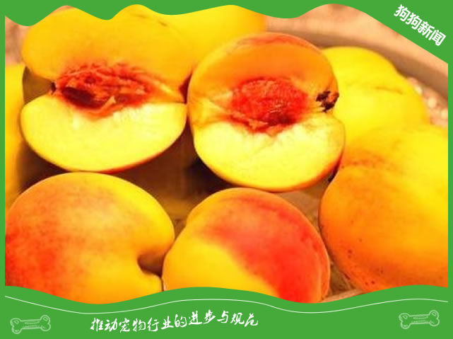 狗狗为什么不能吃黄桃?