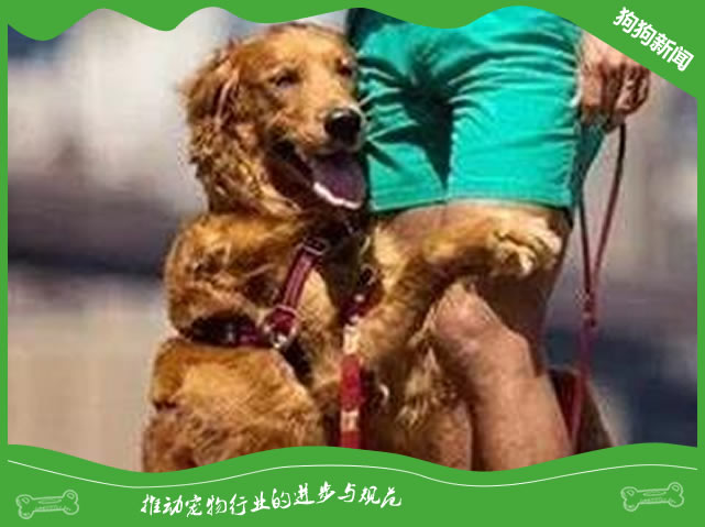 狗狗认错的五种表现