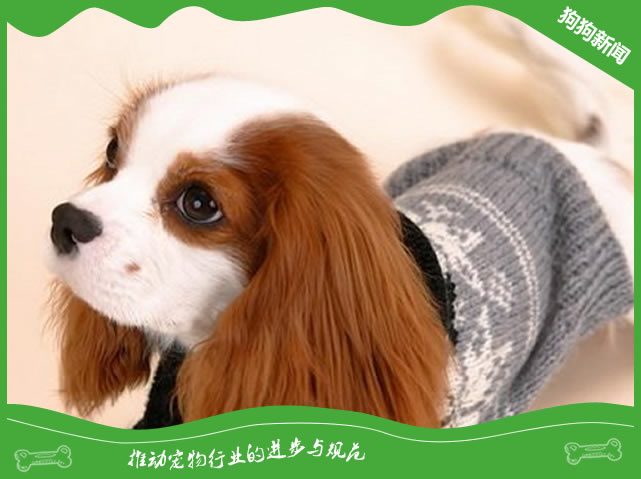 狗狗吃猪肝一次喂多少？