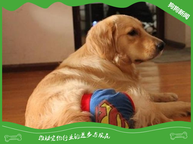 狗狗经期应该注意什么?