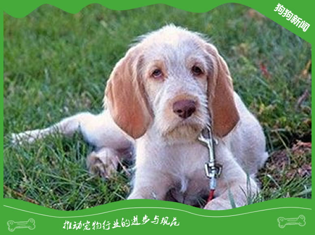史毕诺犬价格大概是多少