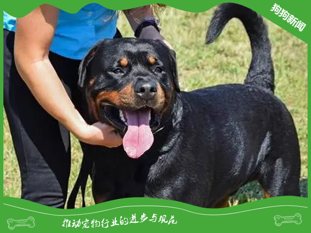 专业喂养罗威纳犬的正确方法！