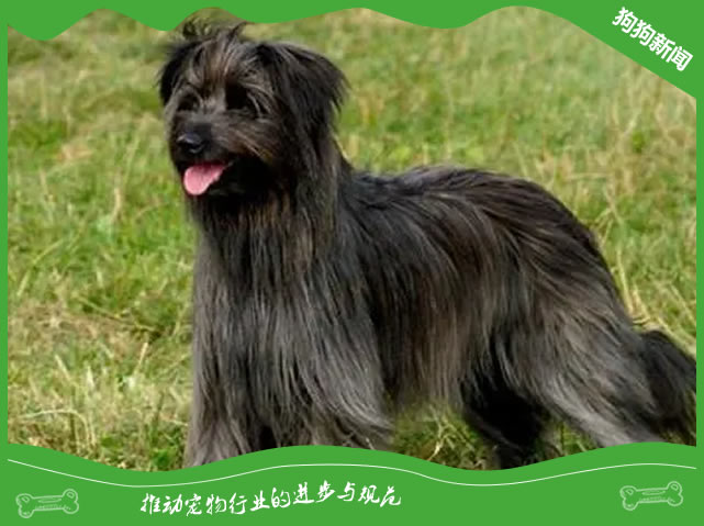 比利时马林诺斯犬怎么训练 基础训练技巧
