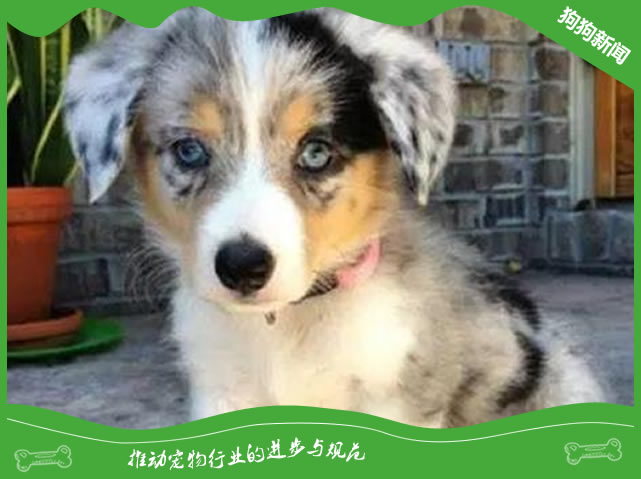 在夏季要怎么养好宠物狗狗?