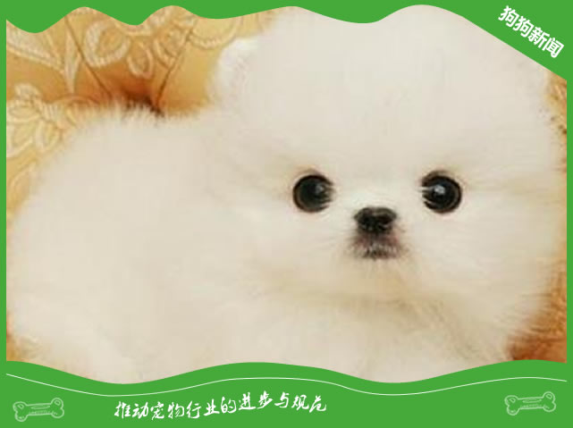 博美犬这种狗狗有哪些缺点?