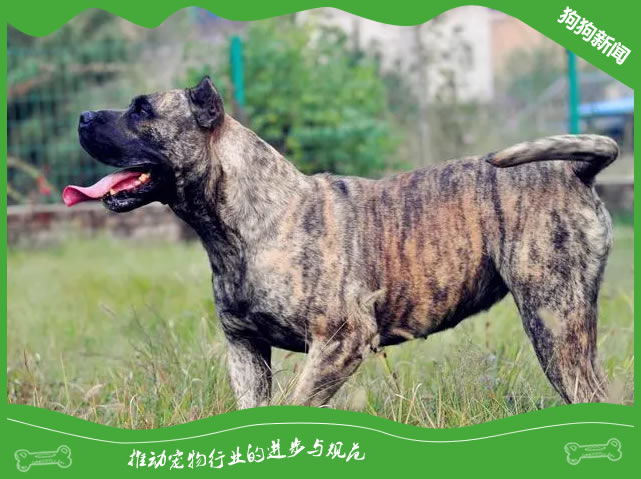 5个秘密！加纳利犬吃得多却瘦如柴