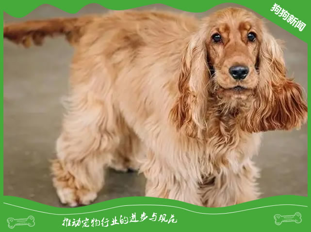 揭秘护理可卡犬毛发，5个技巧解决大难题！
