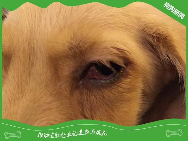 犬角膜溃疡原因|诊断|预防及治疗方法 犬角膜溃疡原因|诊断|预防及治疗方法