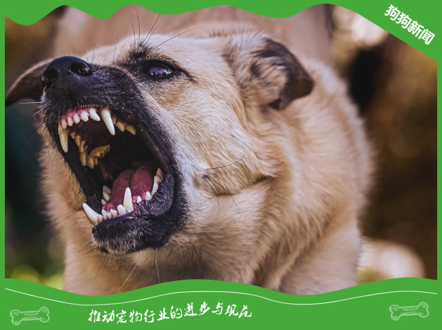 留意身边犬伤风险 受伤后需规范处置