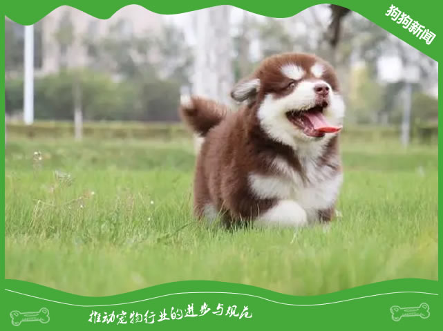 5个关键技巧：选购完美阿拉斯加犬！