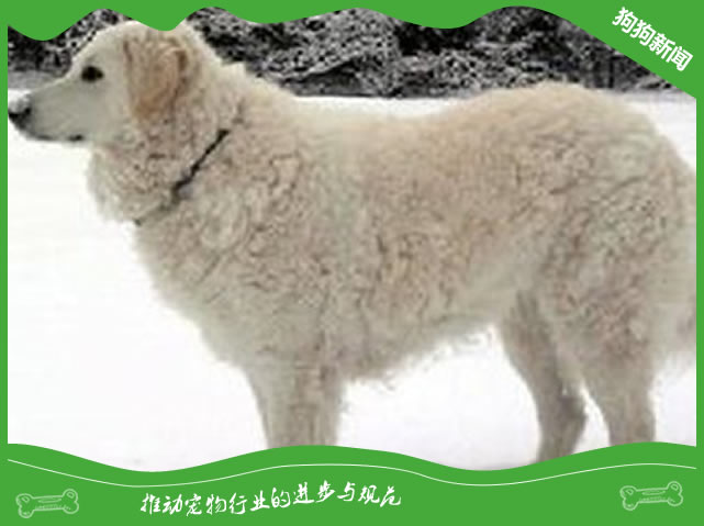 库瓦兹犬饲养技巧