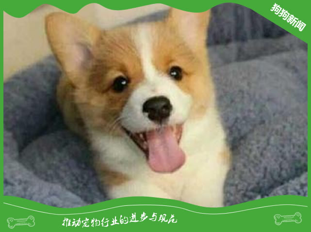 怎么挑选柯基宝宝？