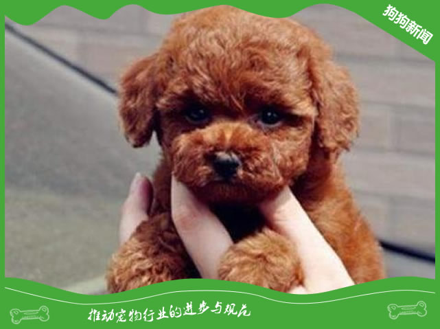 如何挑选泰迪幼崽？