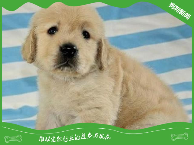 怎么挑选金毛幼犬？