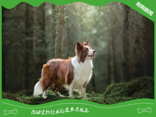 养边牧需要注意什么,边境牧羊犬怎么养