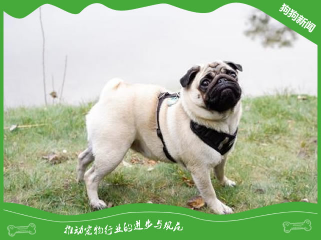 怎样照顾好处于换牙阶段的巴哥犬呢