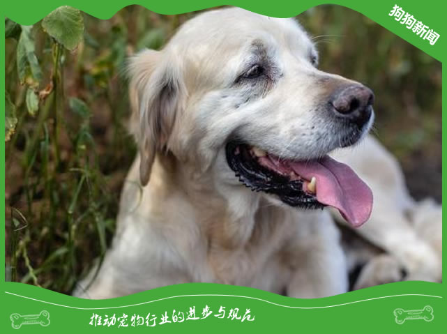 给金毛沐浴的时候要注意以下4点
