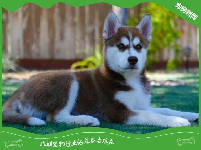 寒冷的冬季，如何更好的饲养哈士奇呢