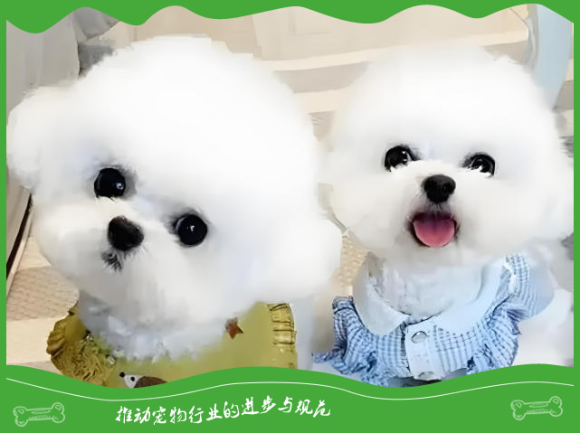 比熊vs博美:哪款小型犬更适配你的家庭生活? 比熊vs博美:哪款小型犬更适配你的家庭生活?