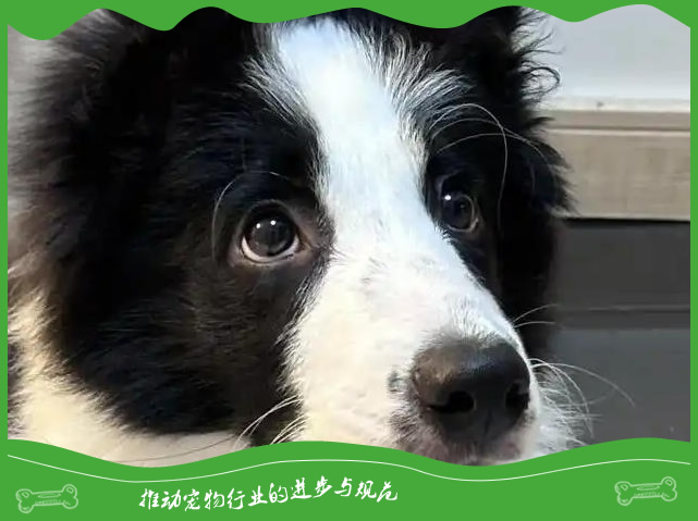 狗狗饮食选择:狗粮与自制食物的利弊权衡 狗狗饮食选择:狗粮与自制食物的利弊权衡