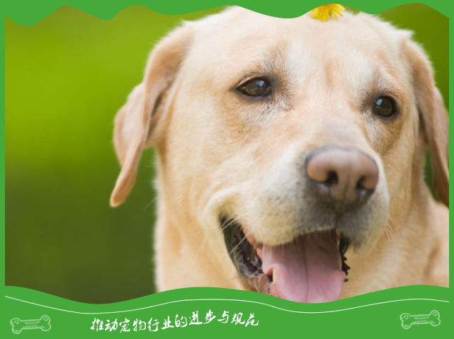 如何区分小型犬中型犬大型犬? 如何区分小型犬中型犬大型犬?