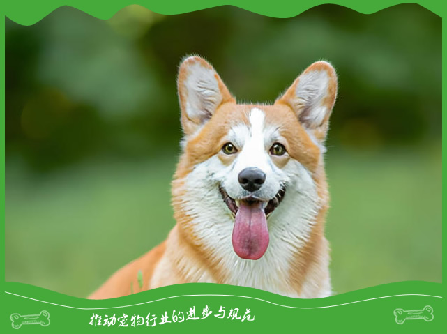 狗狗真是色盲吗？关于它们视觉的真相揭秘