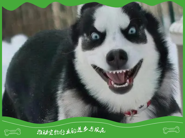 为啥说养狗不养哈士奇? 为啥说养狗不养哈士奇?