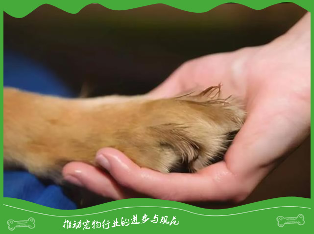 狗狗用爪子扒拉主人是什么意思? 狗狗用爪子扒拉主人是什么意思?