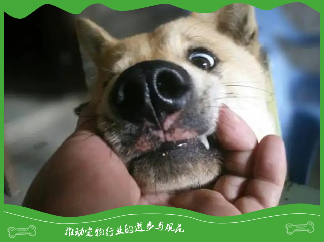 狗狗嘴巴有腥臭味是怎么回事？