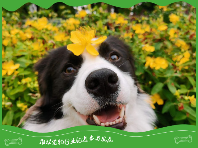 狗狗最不喜欢做的事情作为铲屎官你知道吗 狗狗最不喜欢做的事情作为铲屎官你知道吗