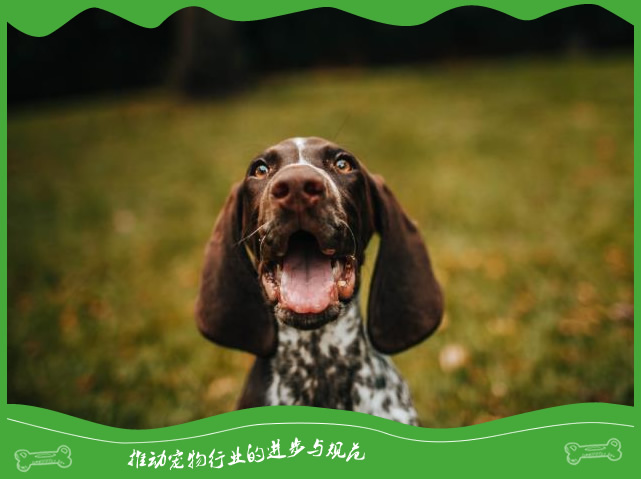 狗狗到晚上会发出哭一样的叫声是什么原因