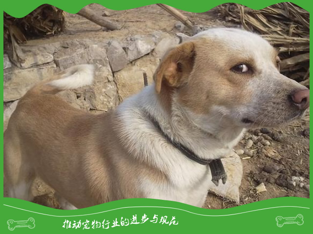 如何判断你家的宠物狗是讨厌你 如何判断你家的宠物狗是讨厌你