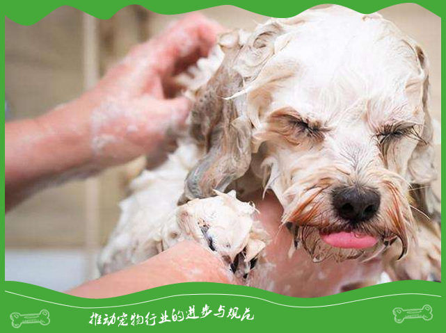 狗狗为啥那么怕洗澡? 狗狗为啥那么怕洗澡?