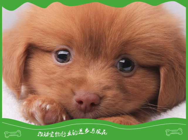 狗一年相当于几岁?狗的寿命一般多长? 狗一年相当于几岁?狗的寿命一般多长?