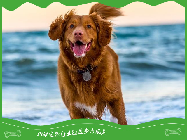 狗狗即将临终前会有哪些征兆 狗狗即将临终前会有哪些征兆