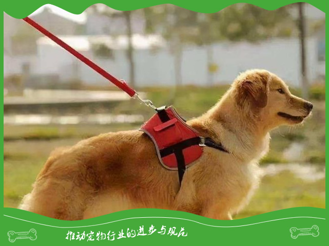 遛狗不栓绳狗狗将人咬伤,需要负什么责任? 遛狗不栓绳狗狗将人咬伤,需要负什么责任?