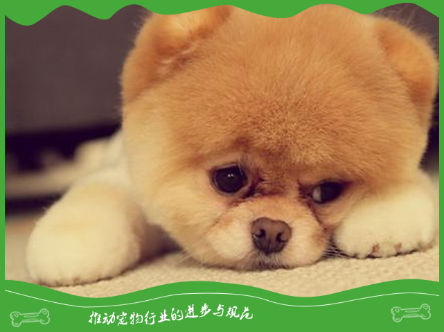 狗狗突然喝很多水这是什么情况? 狗狗突然喝很多水这是什么情况?