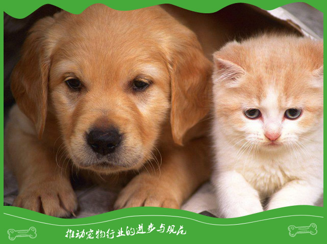 狗狗得了尿崩症咋处理？