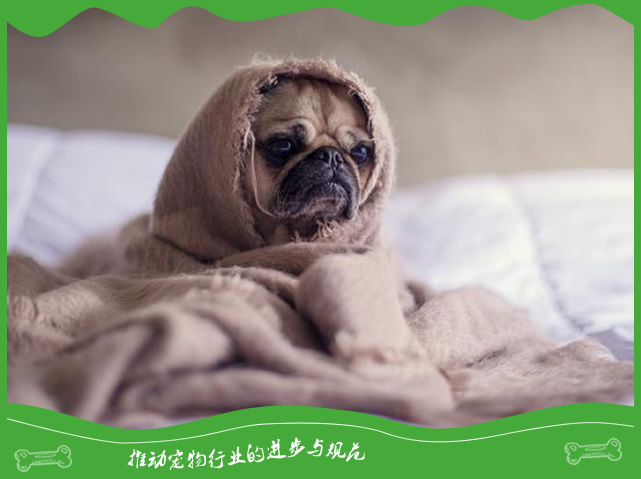 狗狗身体总是发抖是什么原因 狗狗身体总是发抖是什么原因