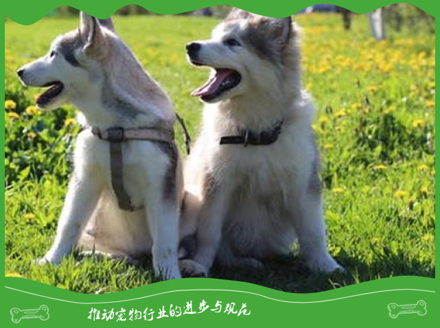 新手养狗需要注意哪些 新手养狗需要注意哪些