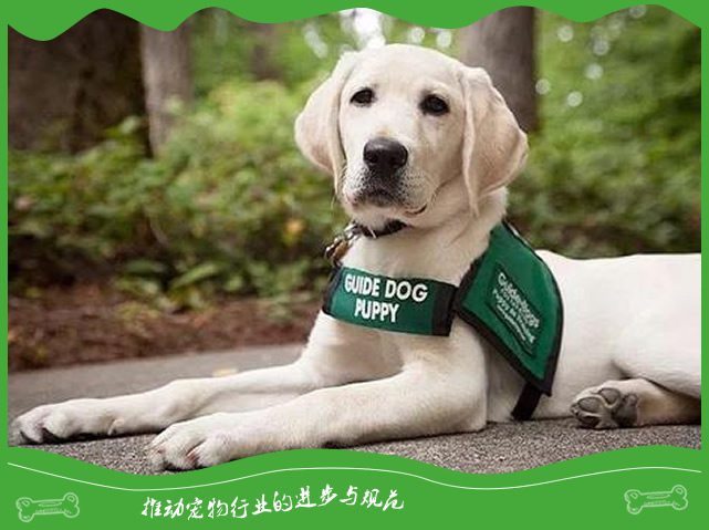 你知道导盲犬是怎么训练的吗 你知道导盲犬是怎么训练的吗