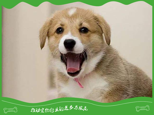 狗狗经常打呵欠是不是想睡觉