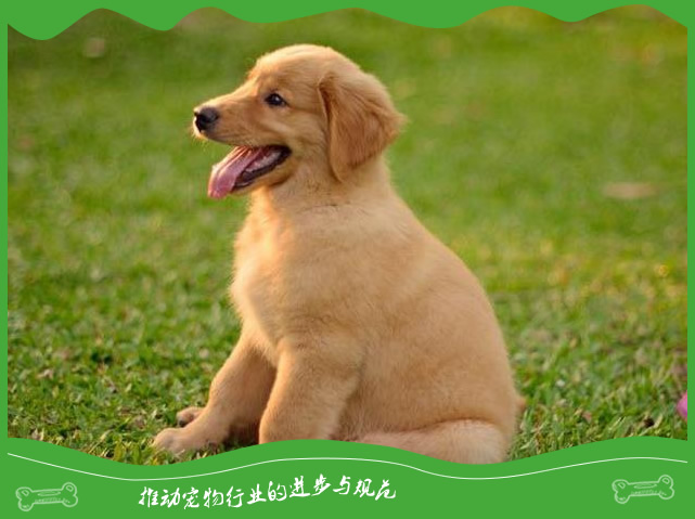 狗狗舔别人不一定是在示意友好 狗狗舔别人不一定是在示意友好