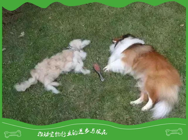 狗狗舔毛发并不只代表狗狗爱干净 狗狗舔毛发并不只代表狗狗爱干净