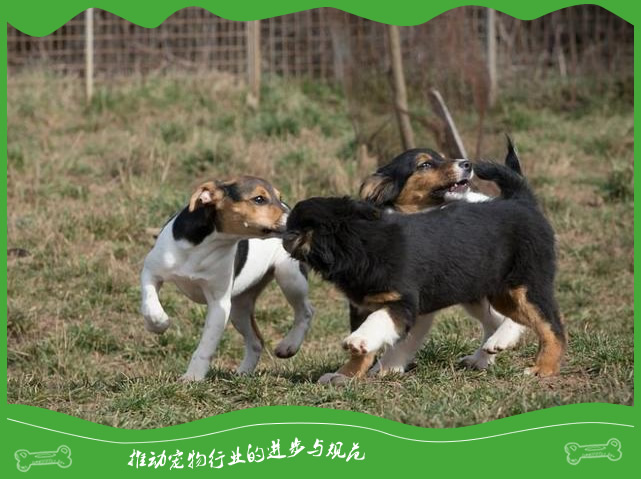 作为狗主你知道狗狗见面就“闻屁屁”原因吗