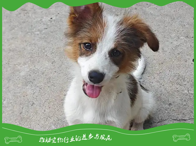 你家的宠物狗会这个五个动作吗？