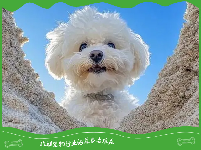 训练自家的狗狗不扑人